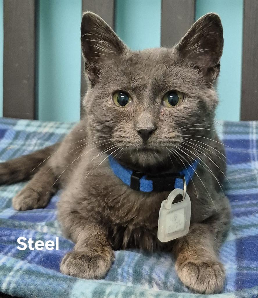 Enlarge Steel, a Adoptable mixed breed in Kendallville, IN image 1/1
