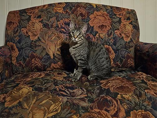 Enlarge Kenji, a Adoptable Tabby in Nacogdoches, TX image 3/4