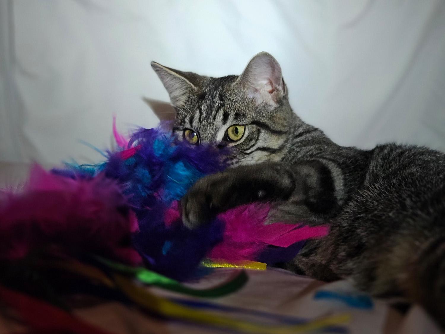 Enlarge Kenji, a Adoptable Tabby in Nacogdoches, TX image 2/4
