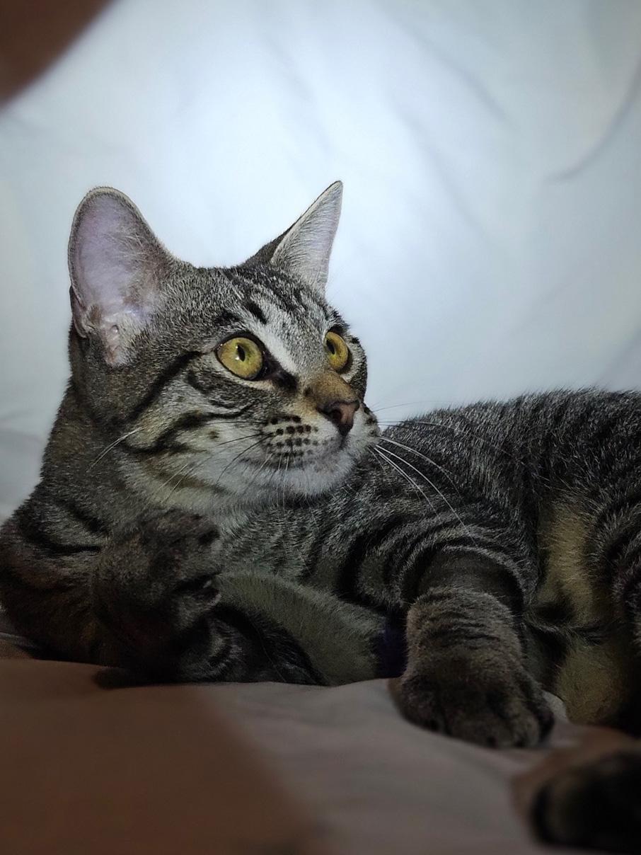 Enlarge Kenji, a Adoptable Tabby in Nacogdoches, TX image 4/4