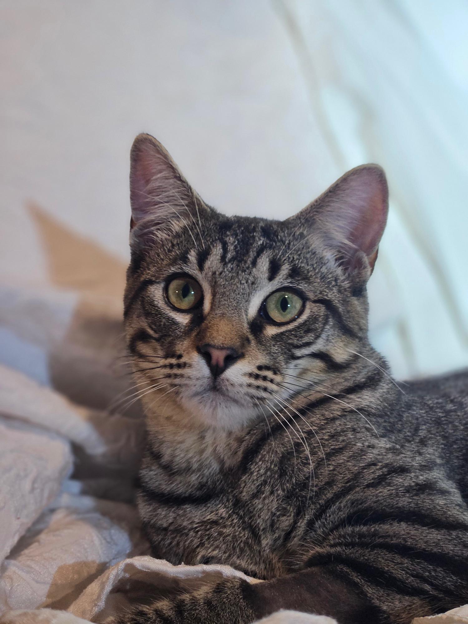 Enlarge Kenji, a Adoptable Tabby in Nacogdoches, TX image 1/4