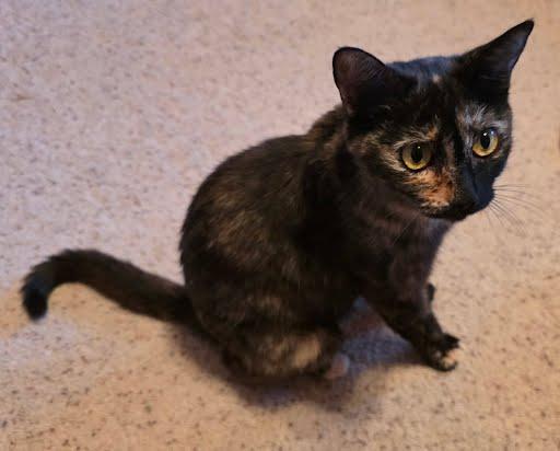 Enlarge Nebula, a ADOPTABLE mixed breed in Sacramento, CA image 2/2