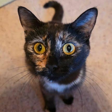 Nebula, ADOPTABLE, Adult Female Tortoiseshell & Domestic Short Hair.