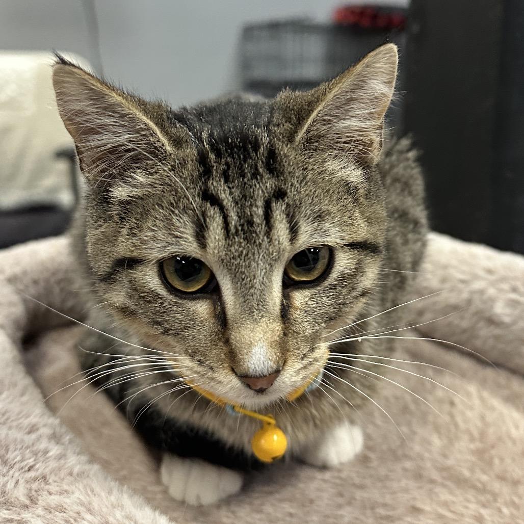 Six, Adoptable, Kitten Female Domestic Short Hair.