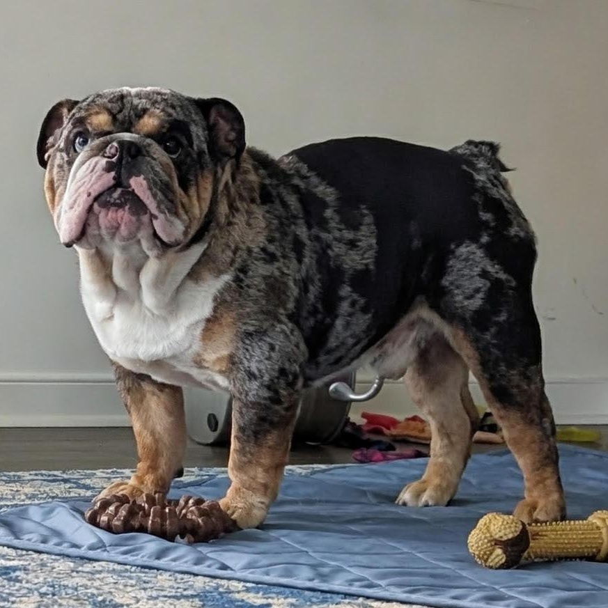 Farmer, a ADOPTABLE English Bulldog in Midlothian, VA image 1/6