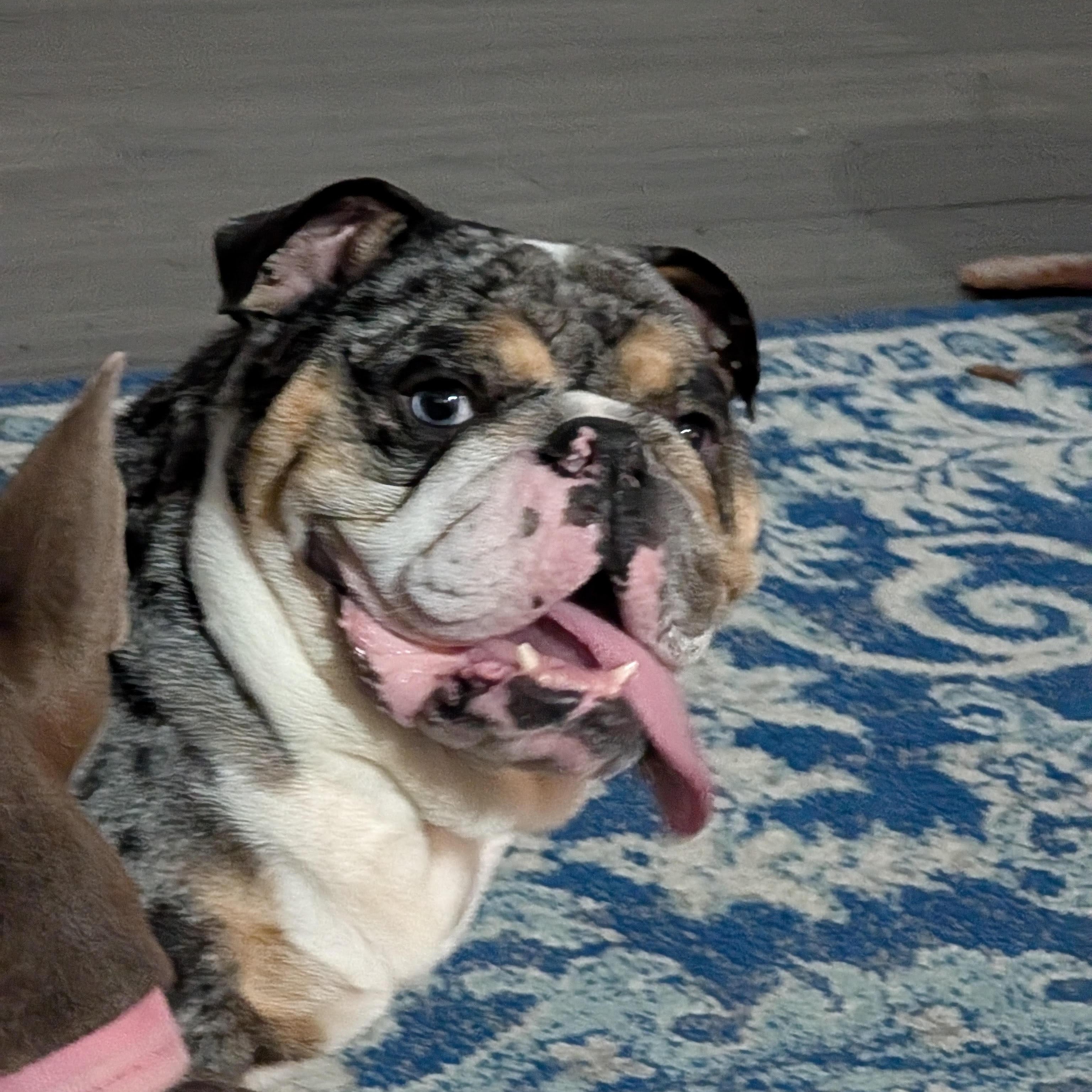 Farmer, a ADOPTABLE English Bulldog in Midlothian, VA image 2/6