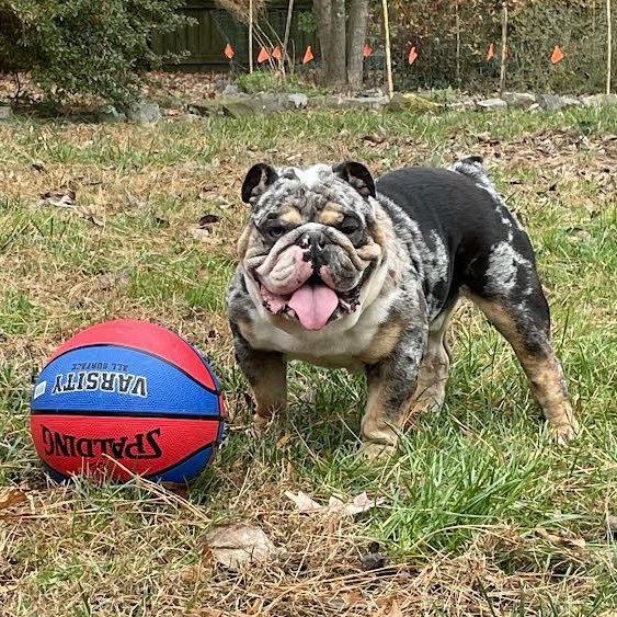 Farmer, a ADOPTABLE English Bulldog in Midlothian, VA image 3/6