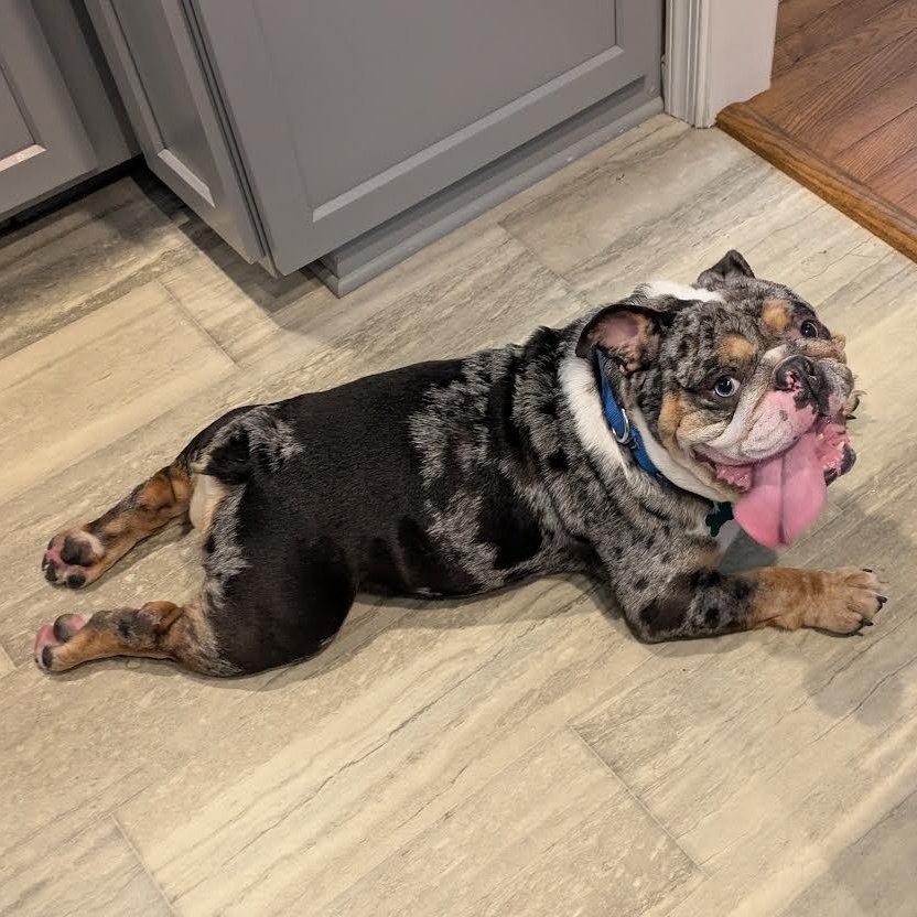 Farmer, a ADOPTABLE English Bulldog in Midlothian, VA image 4/6