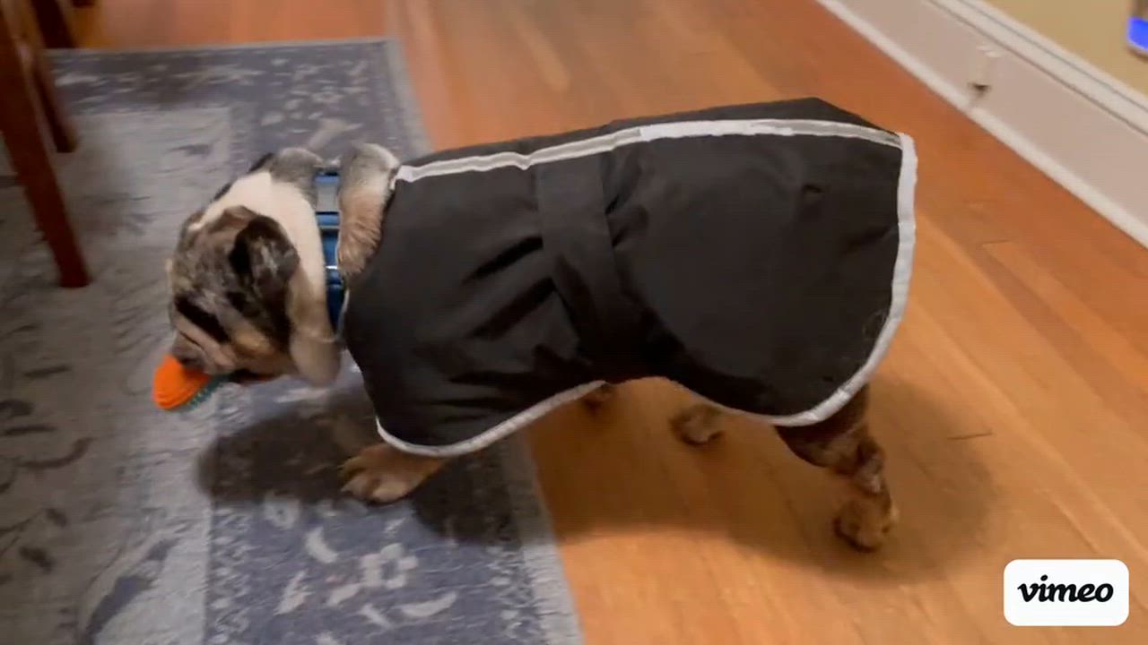 Enlarge Farmer, a ADOPTABLE English Bulldog in Midlothian, VA video 5/6