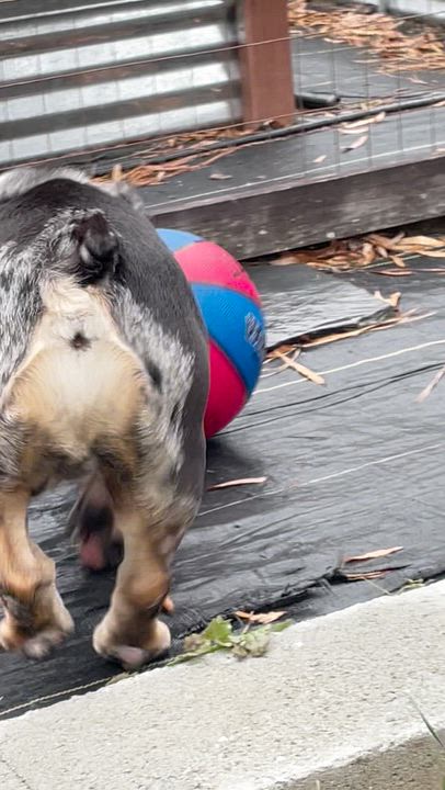 Enlarge Farmer, a ADOPTABLE English Bulldog in Midlothian, VA video 6/6