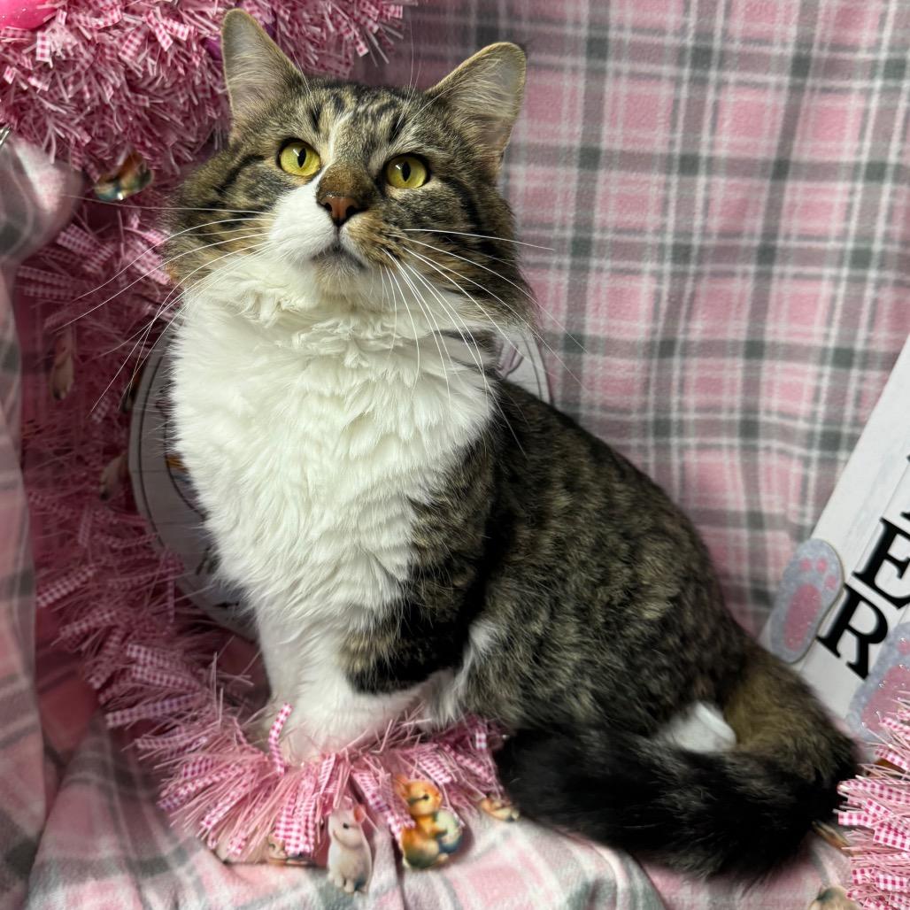 Hank, Adoptable, Adult Male Norwegian Forest Cat & Siberian.