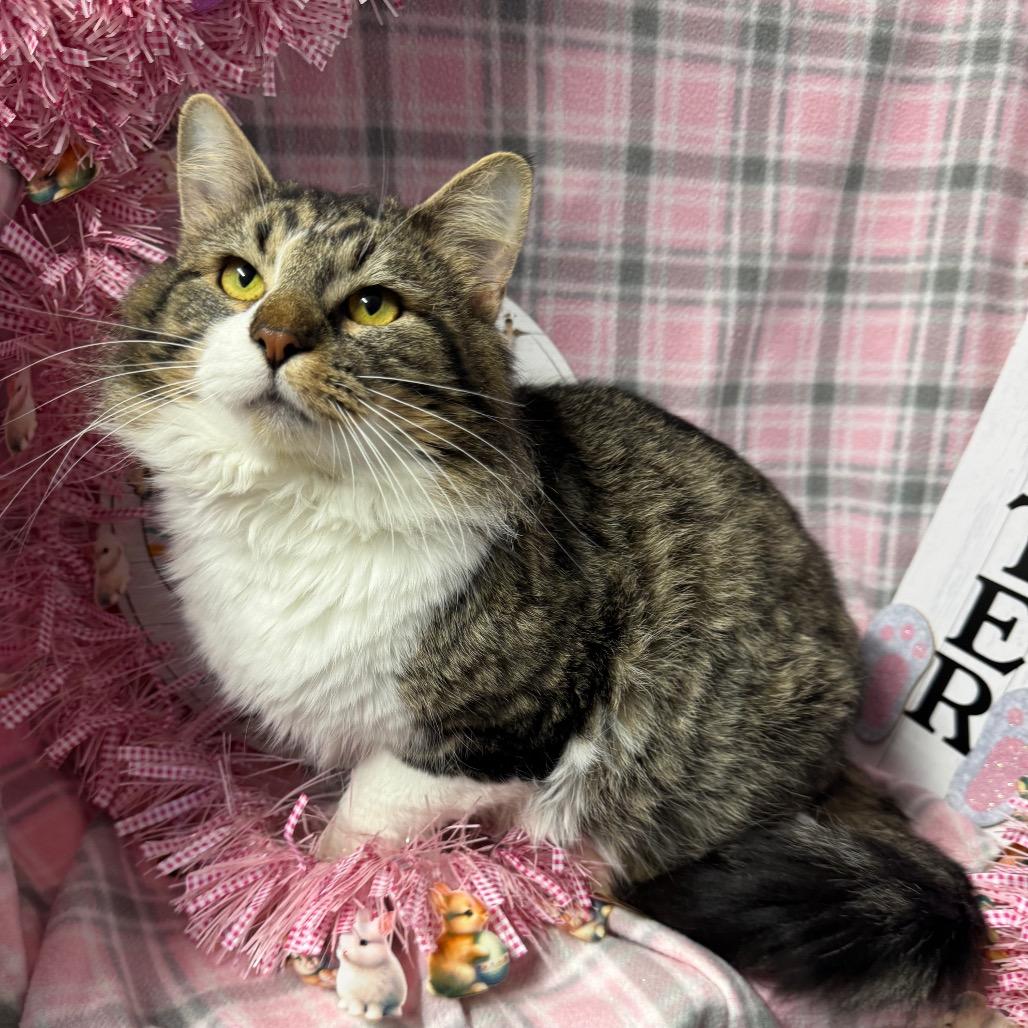 Enlarge Hank, a Adoptable mixed breed in Mount Vernon, IL image 2/6