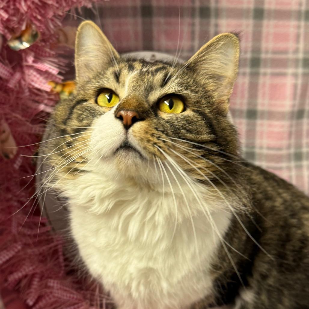 Enlarge Hank, a Adoptable mixed breed in Mount Vernon, IL image 3/6