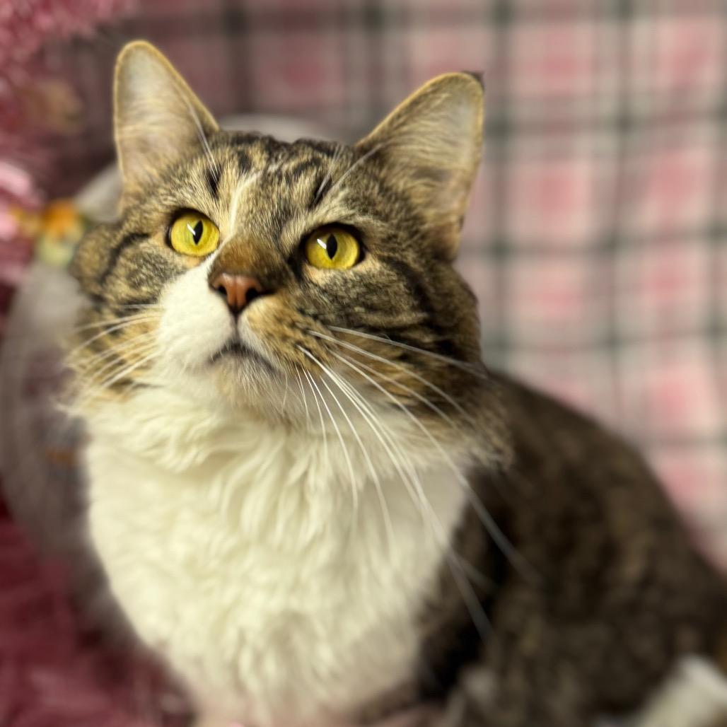 Enlarge Hank, a Adoptable mixed breed in Mount Vernon, IL image 4/6