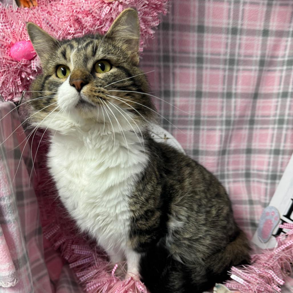 Enlarge Hank, a Adoptable mixed breed in Mount Vernon, IL image 5/6