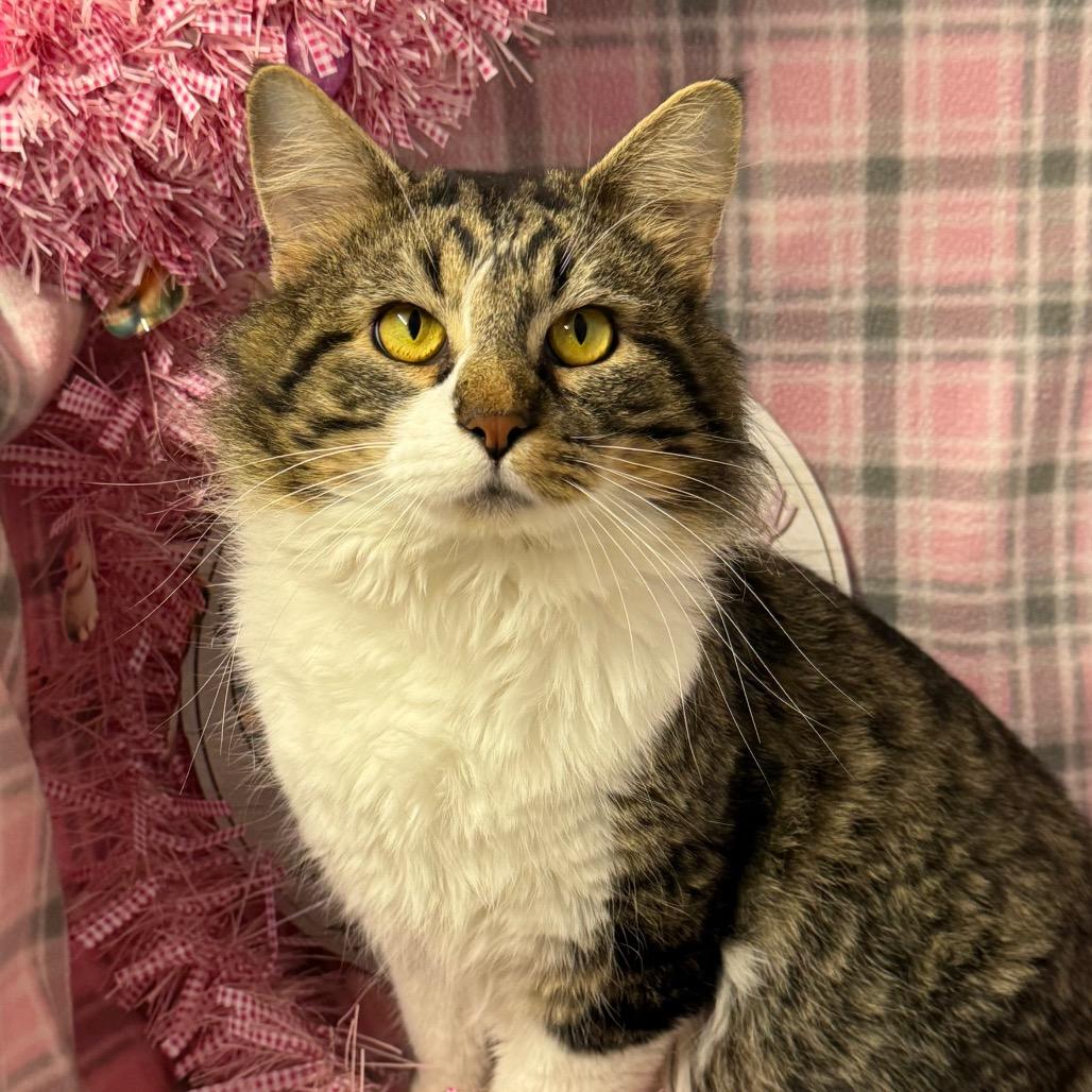 Enlarge Hank, a Adoptable mixed breed in Mount Vernon, IL image 6/6