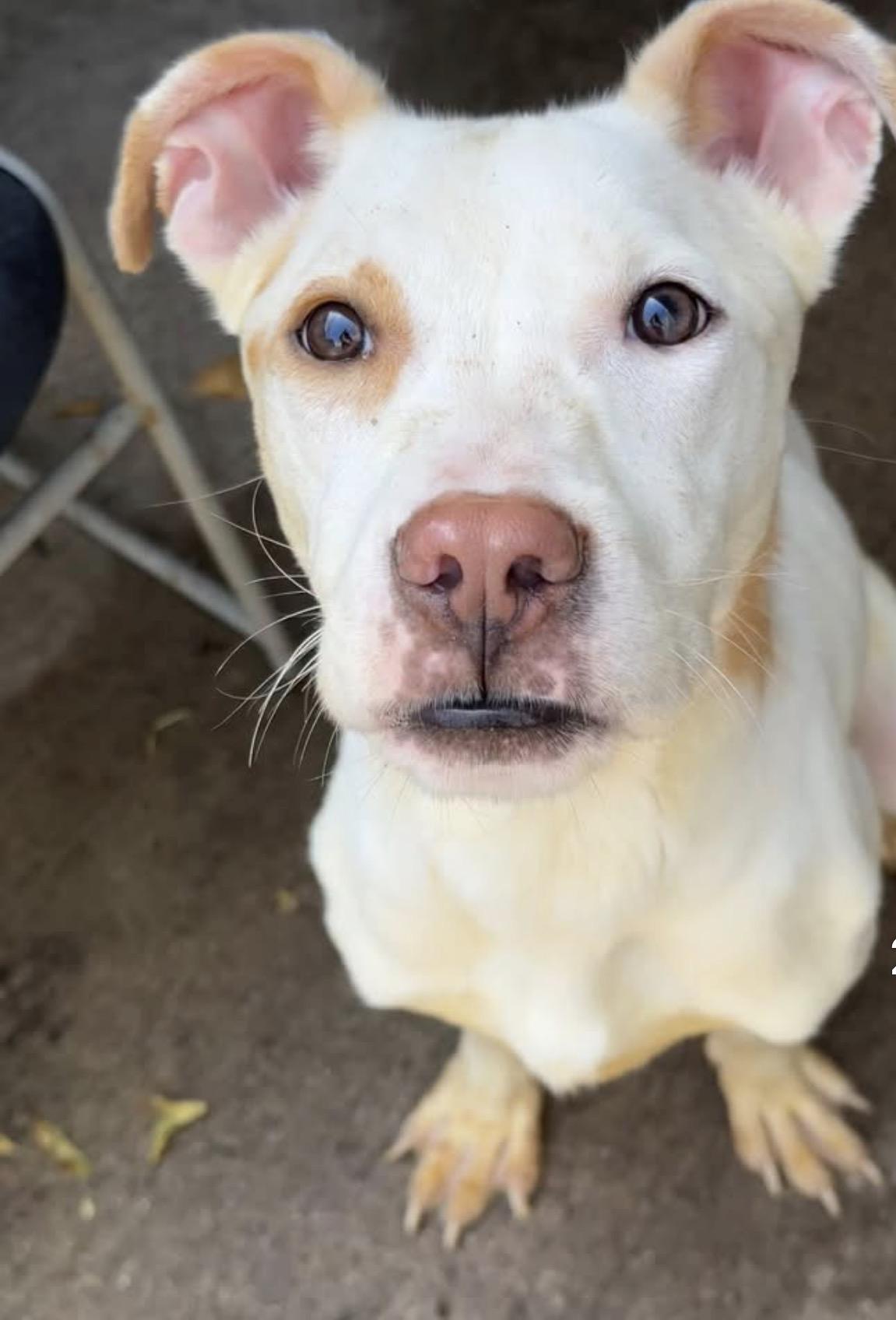 Tropicana, ADOPTABLE, Adult Female Pit Bull Terrier.