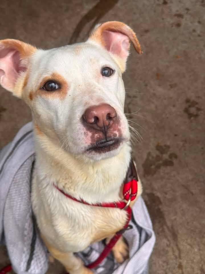 Enlarge Tropicana, a ADOPTABLE Pit Bull Terrier in Chicago, IL image 2/5