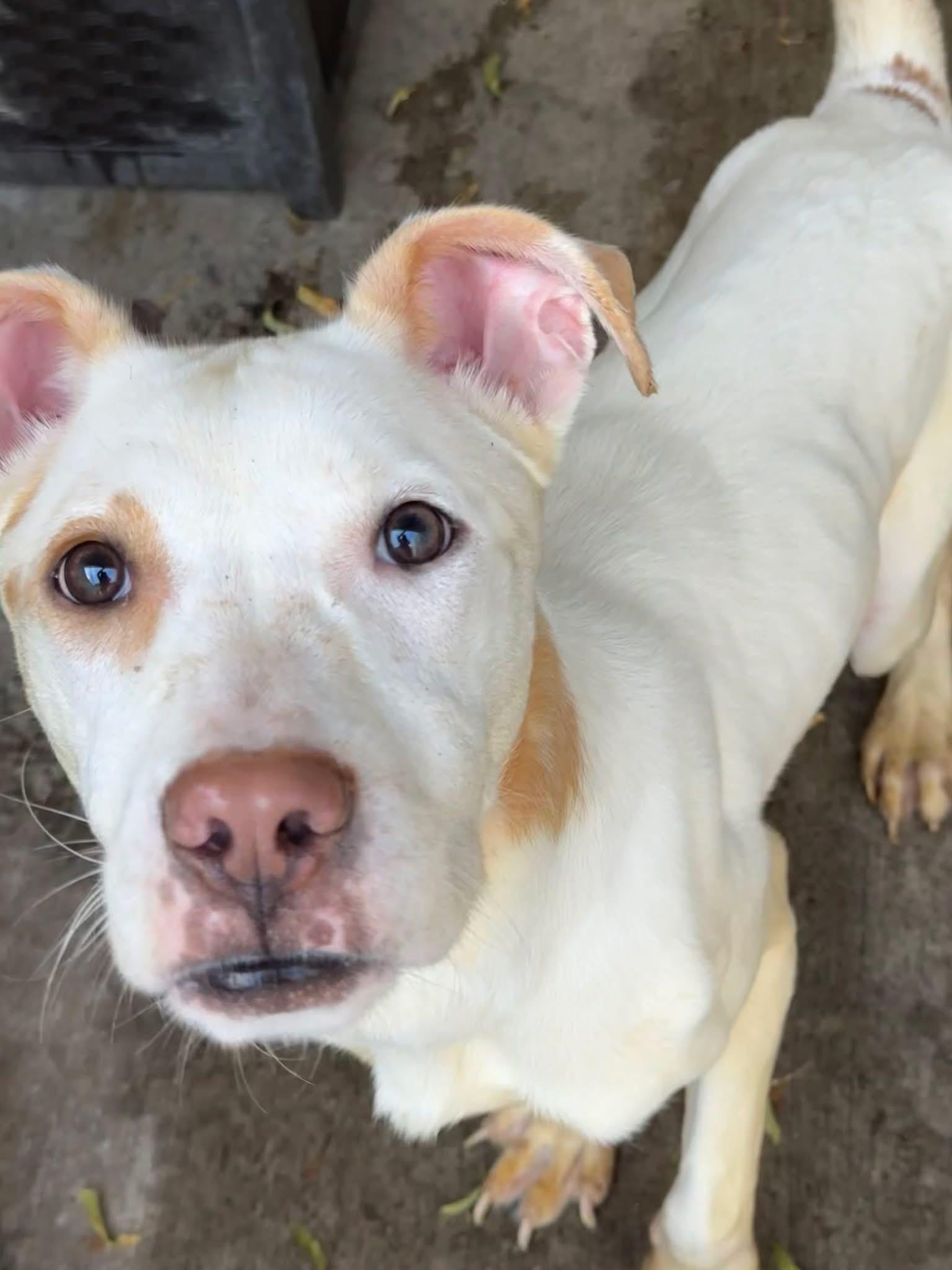 Enlarge Tropicana, a ADOPTABLE Pit Bull Terrier in Chicago, IL image 3/5