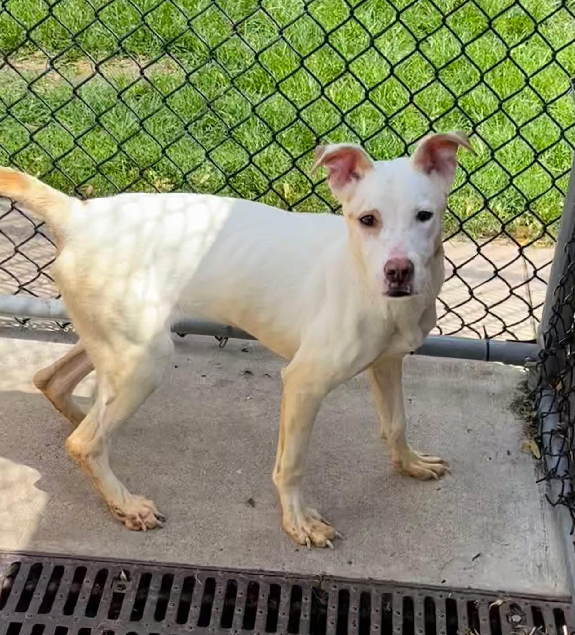 Enlarge Tropicana, a ADOPTABLE Pit Bull Terrier in Chicago, IL image 4/5