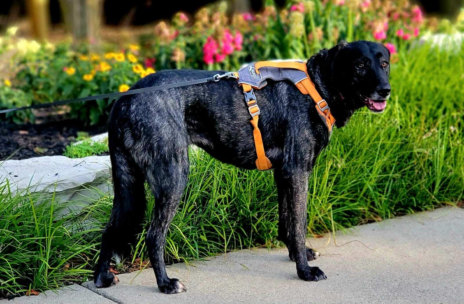 Enlarge Gwenny, a ADOPTABLE mixed breed in Royal Oak, MI image 2/6