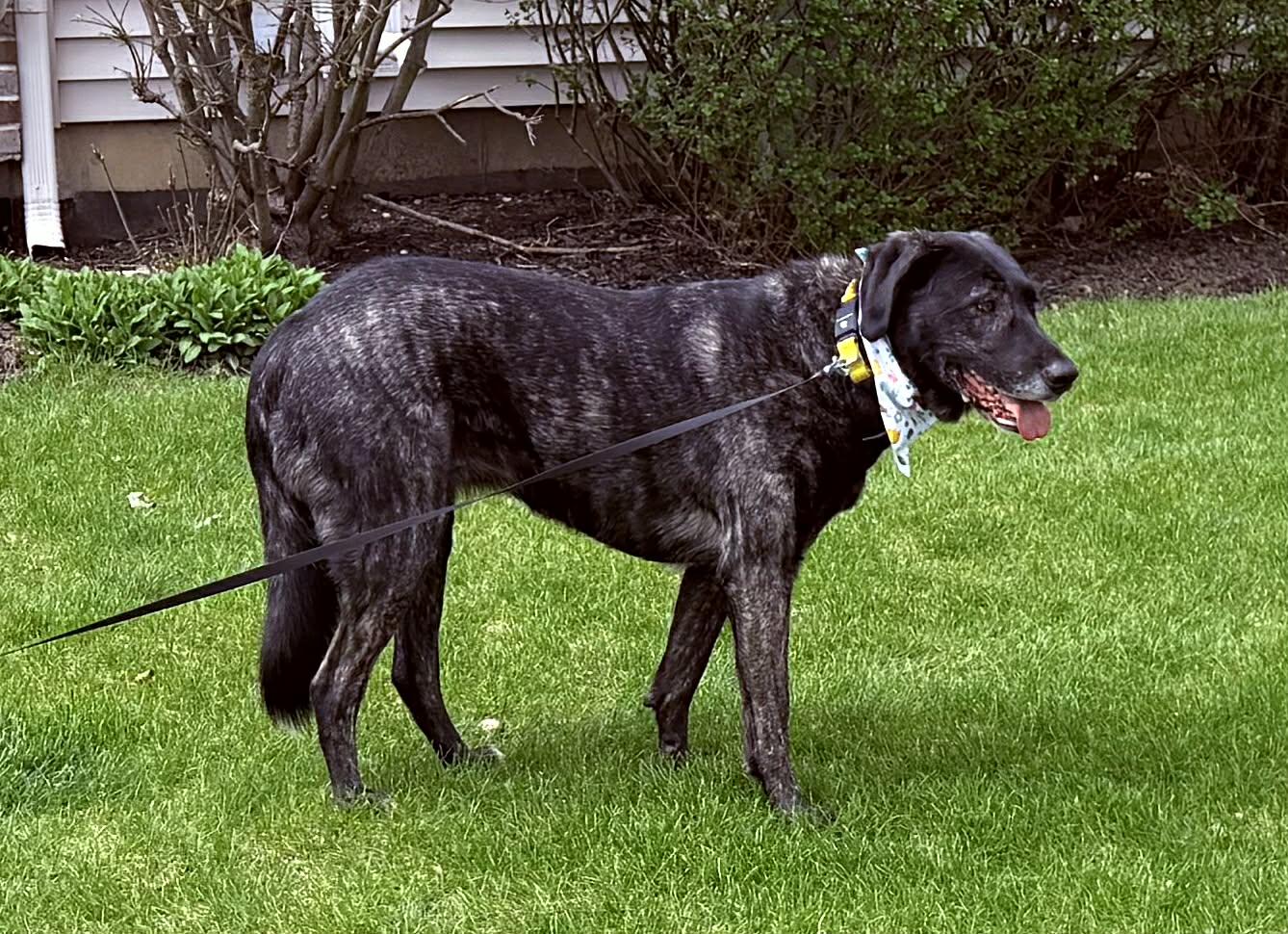 Enlarge Gwenny, a ADOPTABLE mixed breed in Royal Oak, MI image 3/6