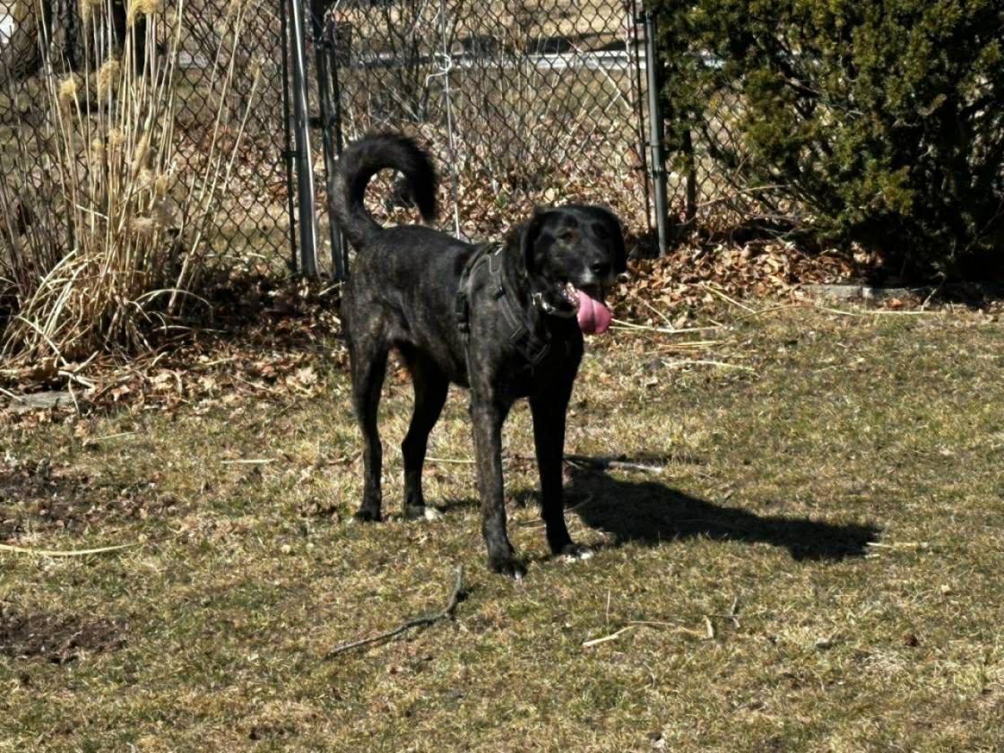 Enlarge Gwenny, a ADOPTABLE mixed breed in Royal Oak, MI image 4/6