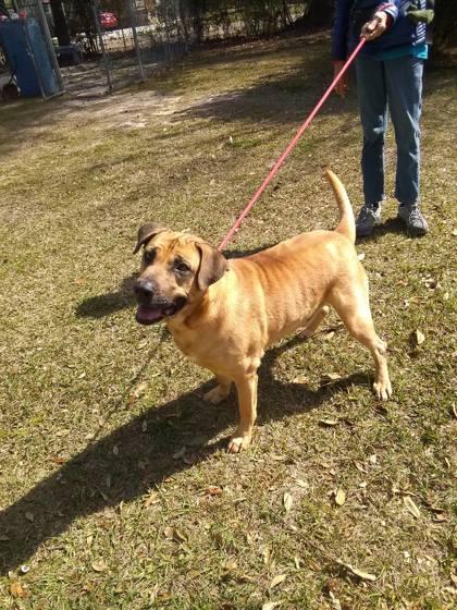 Rory Shanks, a Adoptable Mixed Breed in Covington, LA image 2/2