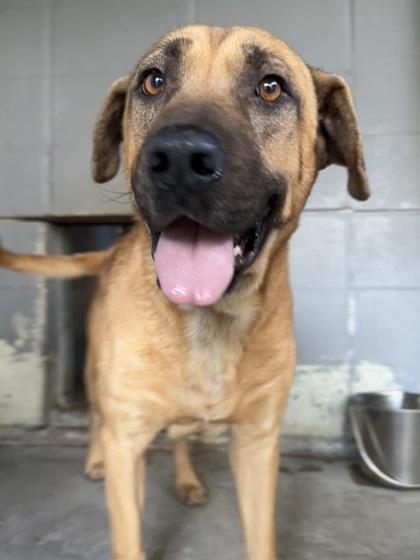 Rory Shanks, a Adoptable Mixed Breed in Covington, LA image 2/2