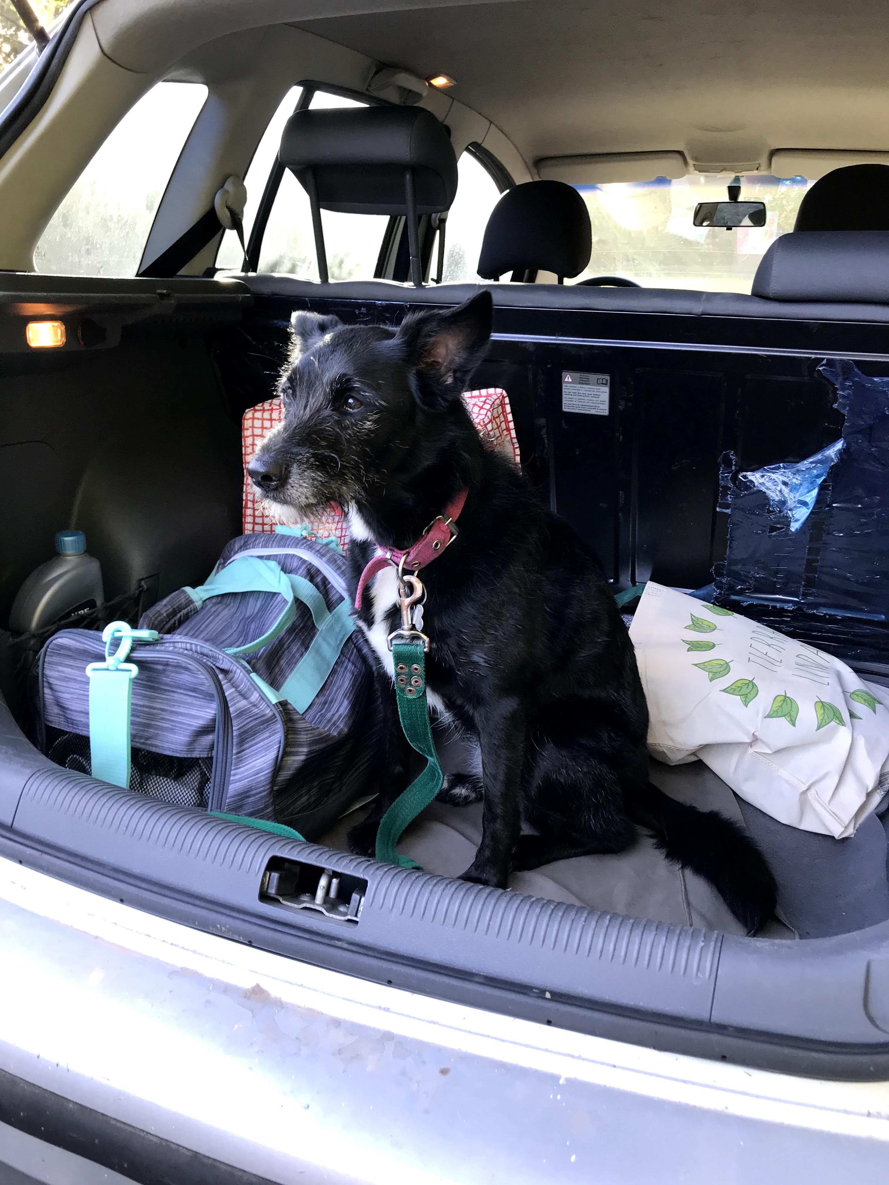 Enlarge Nina, a Adopted mixed breed in North Vancouver, BC image 1/4