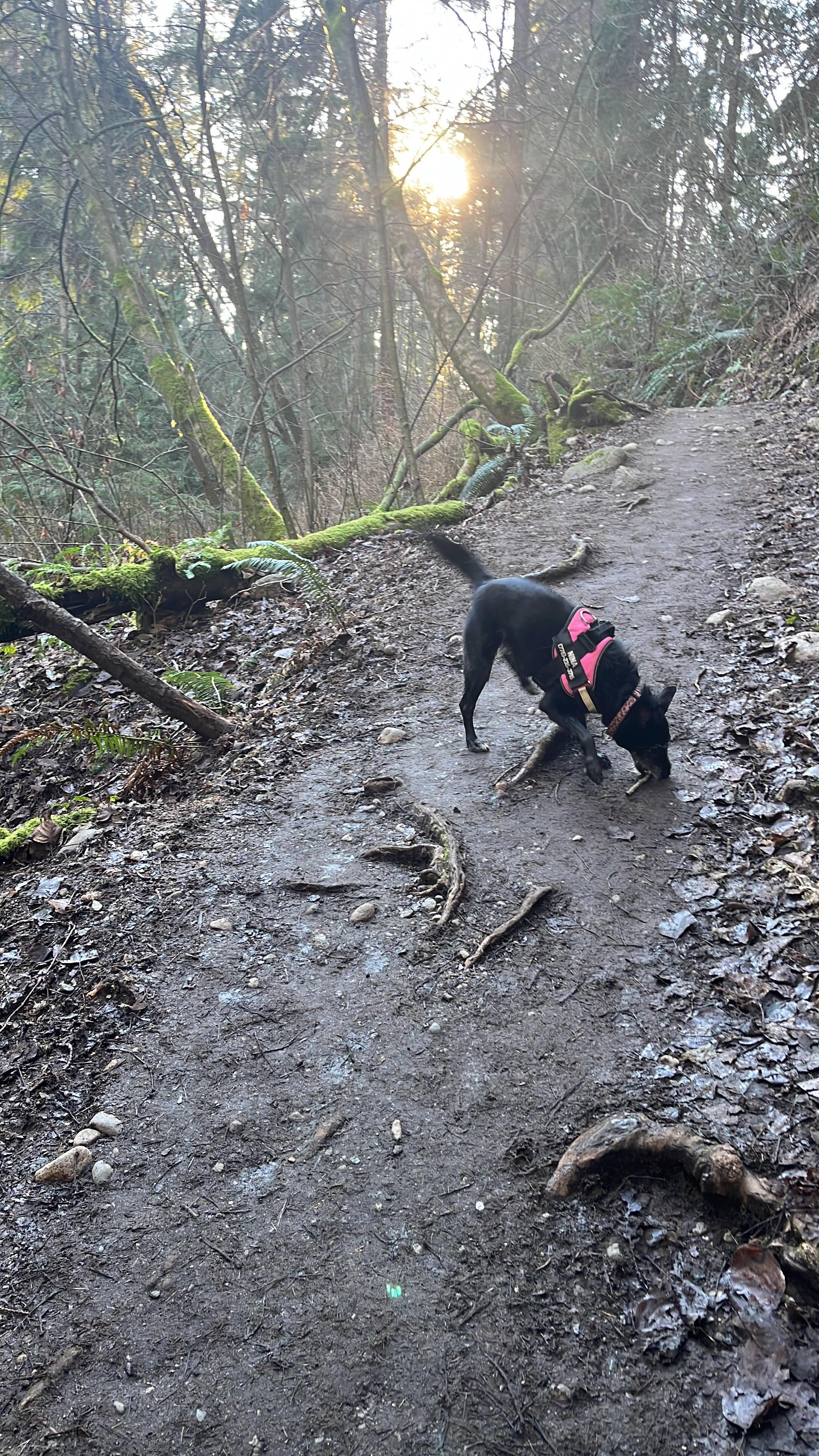 Enlarge Nina, a Adopted mixed breed in North Vancouver, BC image 2/4