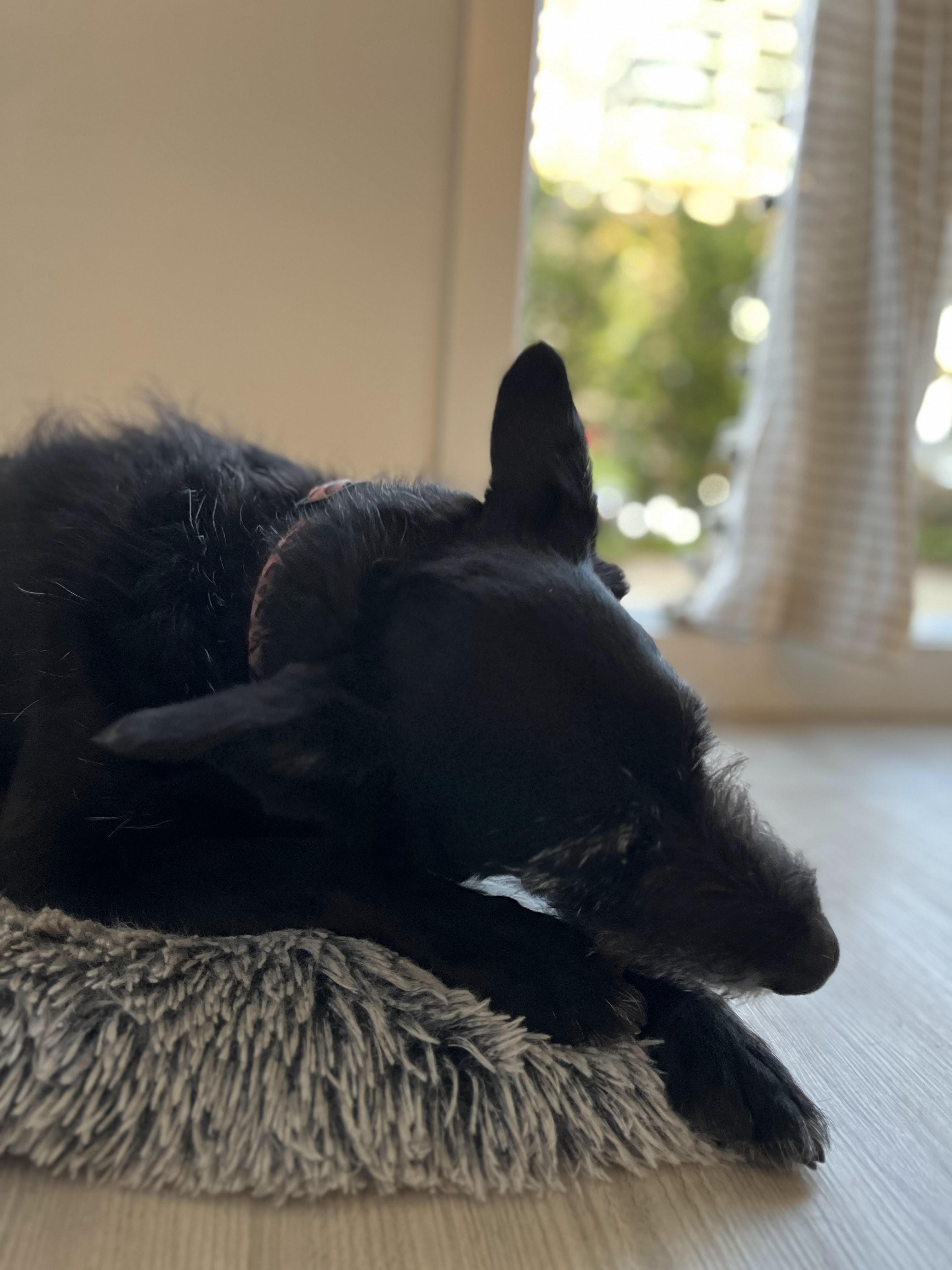 Enlarge Nina, a Adopted mixed breed in North Vancouver, BC image 3/4