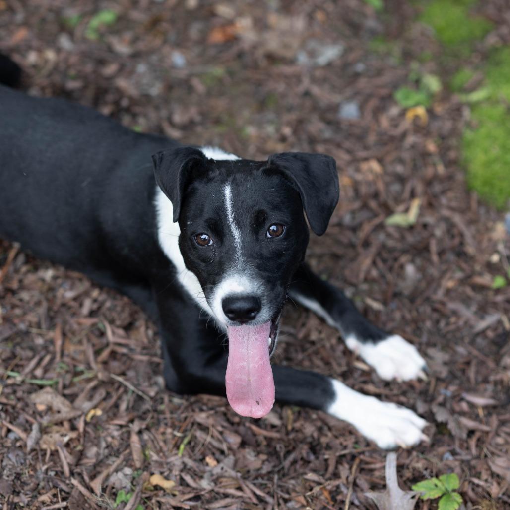 Chuckey, Adoptable, Young Male Rat Terrier & Border Collie.