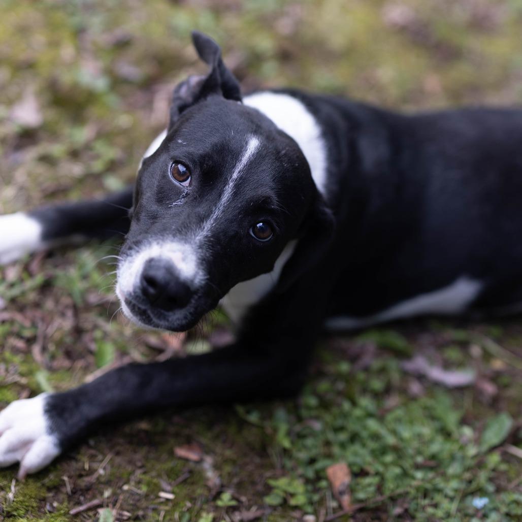 Chuckey, a Adoptable mixed breed in Talbott, TN image 2/4