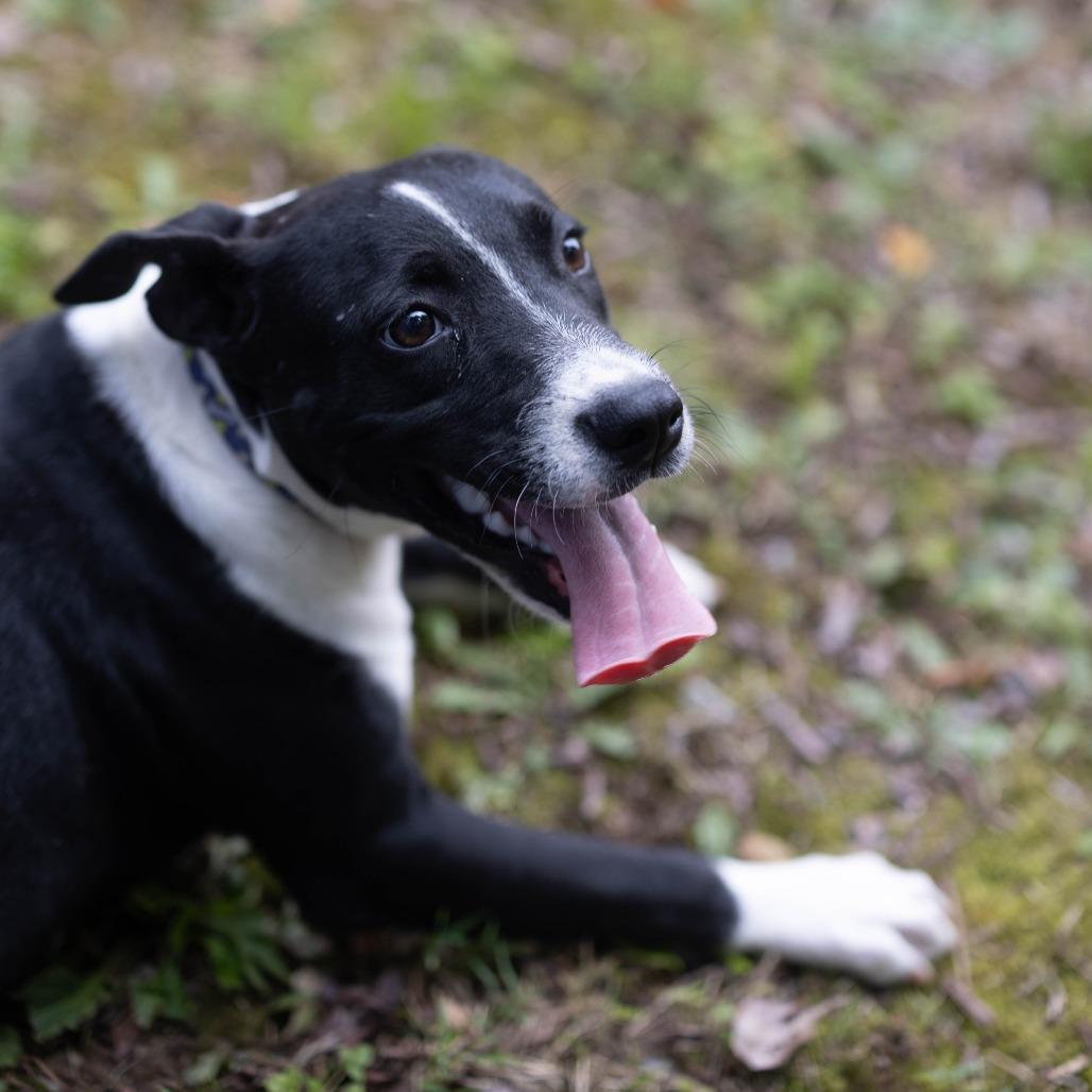 Chuckey, a Adoptable mixed breed in Talbott, TN image 3/4