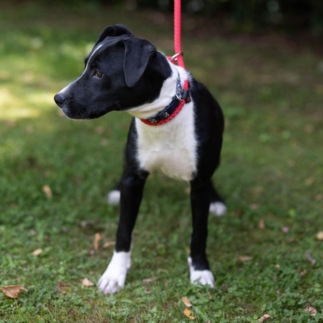 Chuckey, a Adoptable mixed breed in Talbott, TN image 4/4