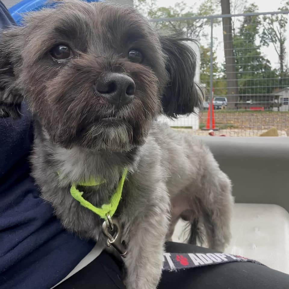 Dog for adoption Sofrito, a Lhasa Apso Mix in Whitehall, PA Petfinder