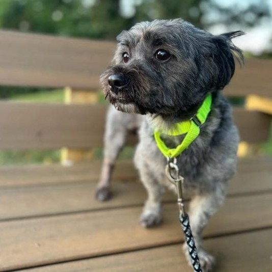 Dog for adoption Sofrito, a Lhasa Apso Mix in Whitehall, PA Petfinder