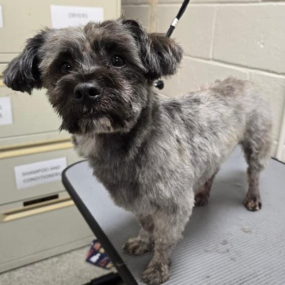 Dog for adoption Sofrito, a Lhasa Apso Mix in Whitehall, PA Petfinder