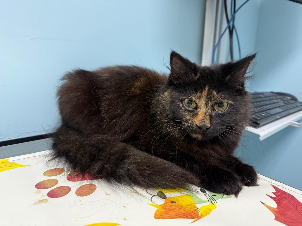 Selene, Adoptable, Kitten Female Domestic Long Hair.