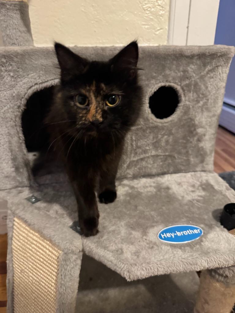 Enlarge Selene, a Adoptable mixed breed in Pawtucket, RI image 2/6