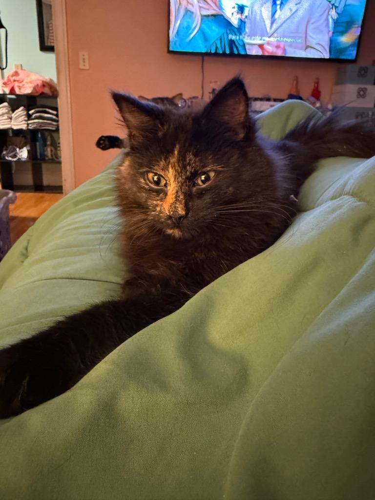 Enlarge Selene, a Adoptable mixed breed in Pawtucket, RI image 3/6