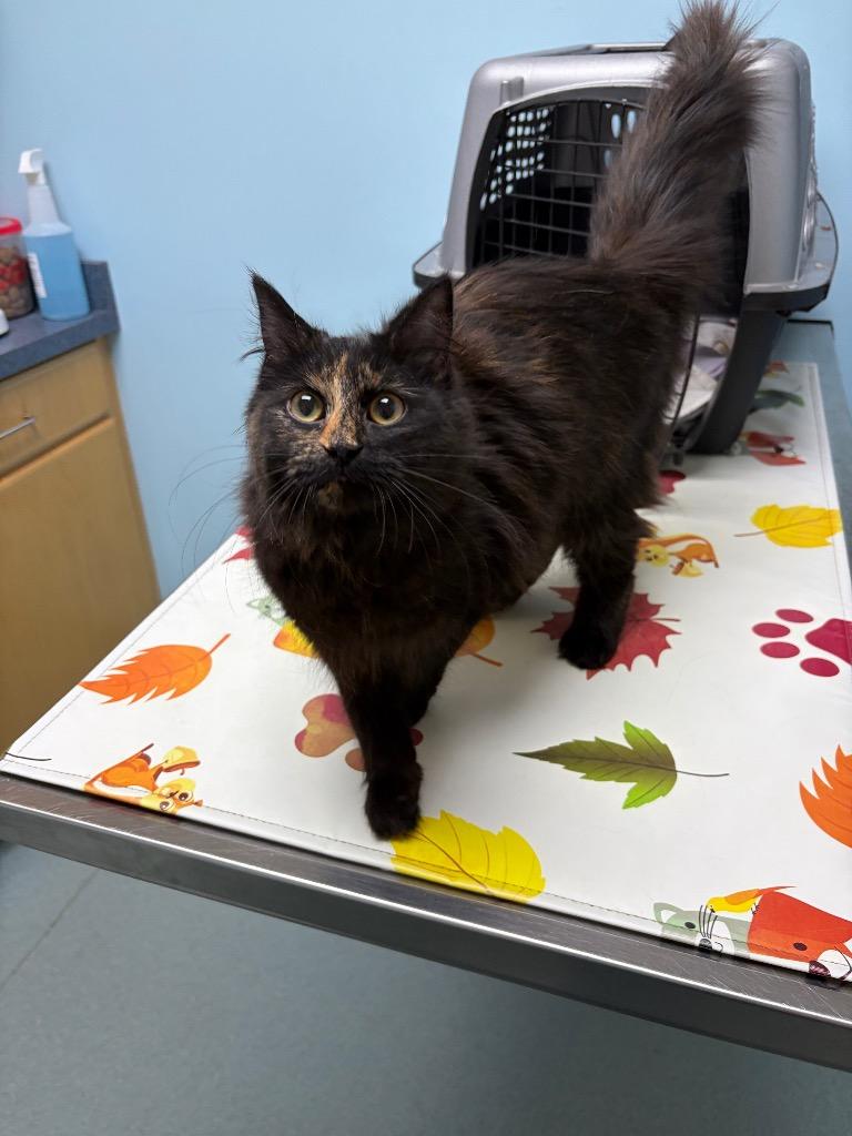 Enlarge Selene, a Adoptable mixed breed in Pawtucket, RI image 5/6