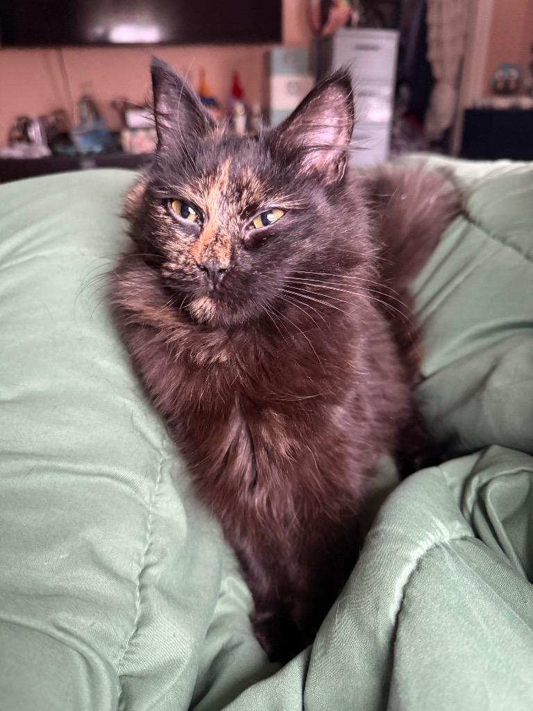 Enlarge Selene, a Adoptable mixed breed in Pawtucket, RI image 6/6