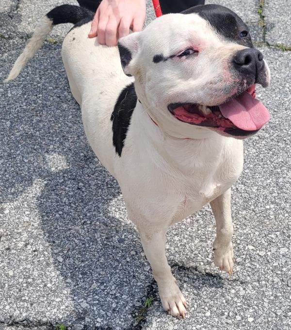 In Foster- Marigold, Adoptable, Adult Female Pit Bull Terrier.