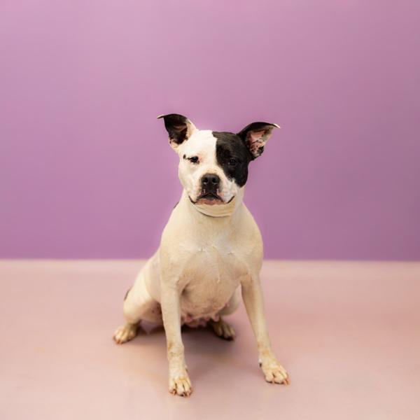 In Foster- Marigold, a Adoptable mixed breed in Lawrenceville, GA image 2/2