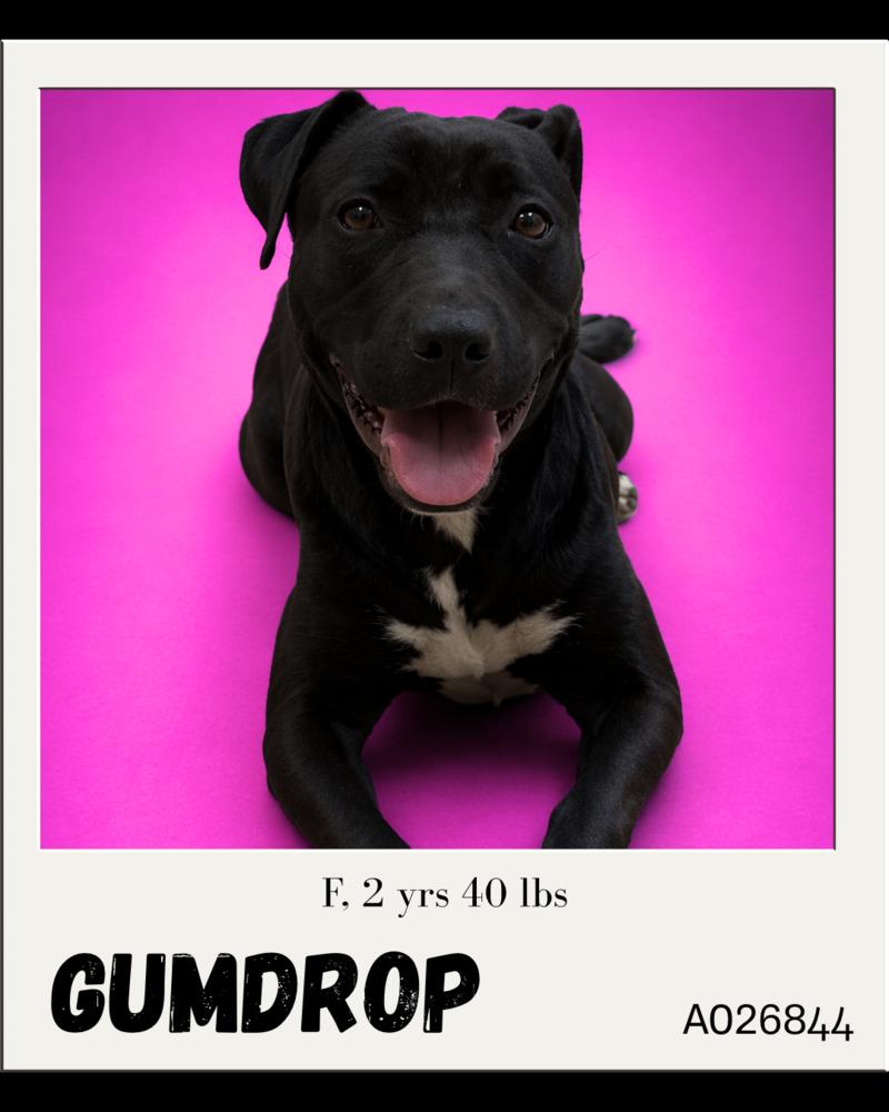 Gumdrop, Adoptable, Adult Female Labrador Retriever & Pit Bull Terrier.