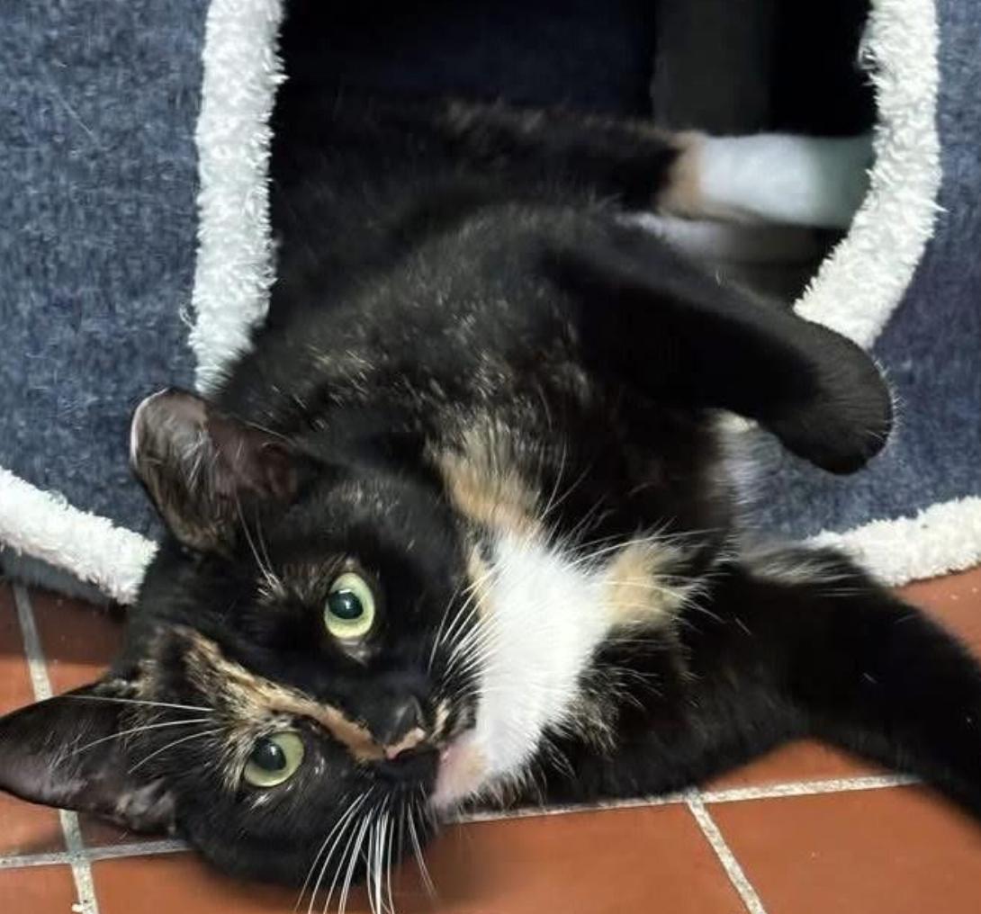 Enlarge Delilah, a Adoptable Domestic Short Hair in Long Beach, NY image 6/6