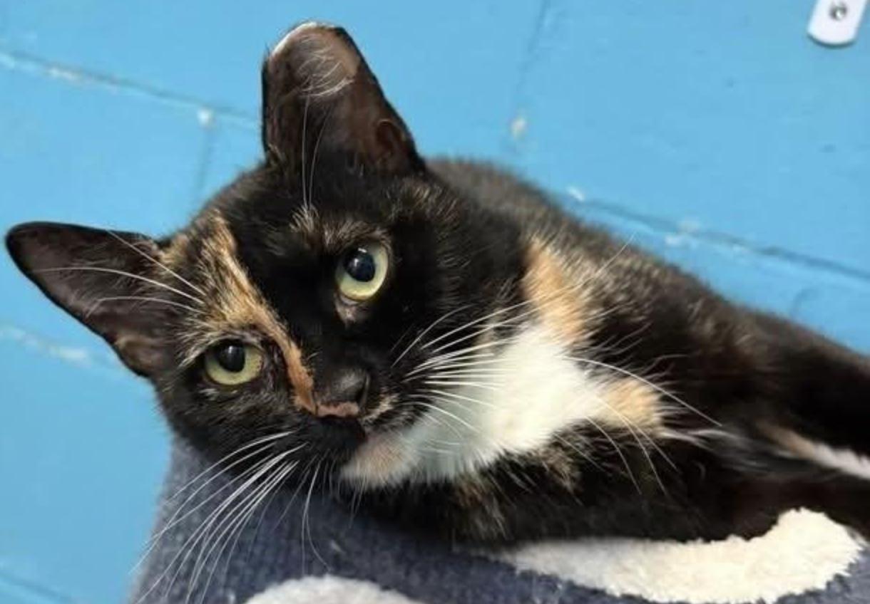 Enlarge Delilah, a Adoptable Domestic Short Hair in Long Beach, NY image 3/6