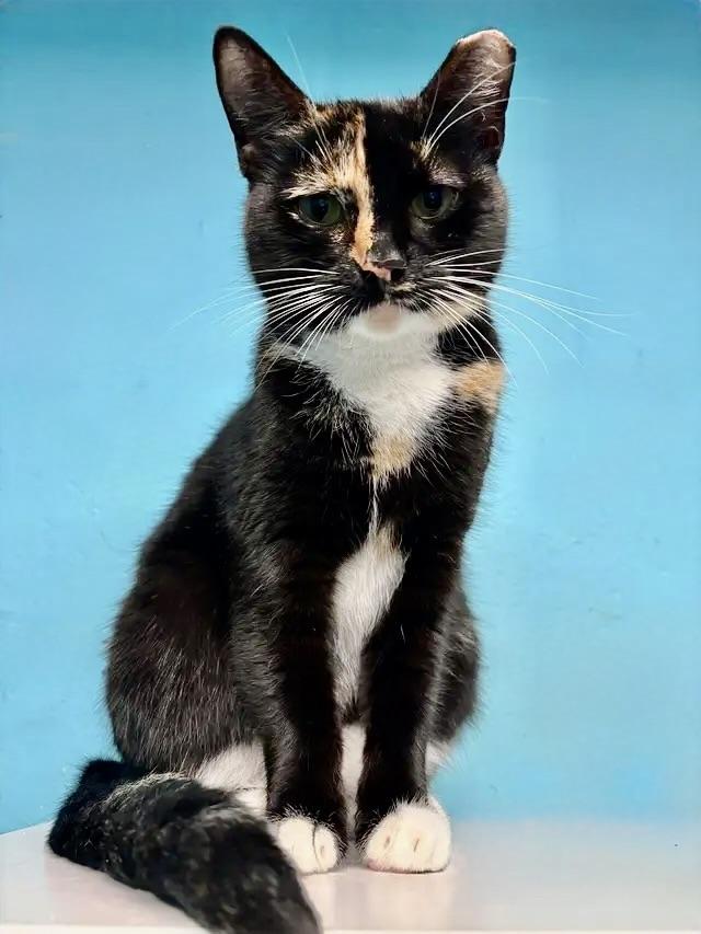 Enlarge Delilah, a Adoptable Domestic Short Hair in Long Beach, NY image 1/6